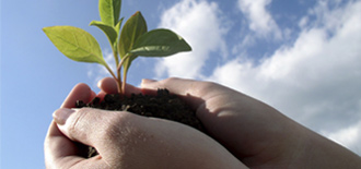 plant in hands